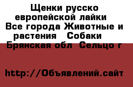 Щенки русско европейской лайки - Все города Животные и растения » Собаки   . Брянская обл.,Сельцо г.